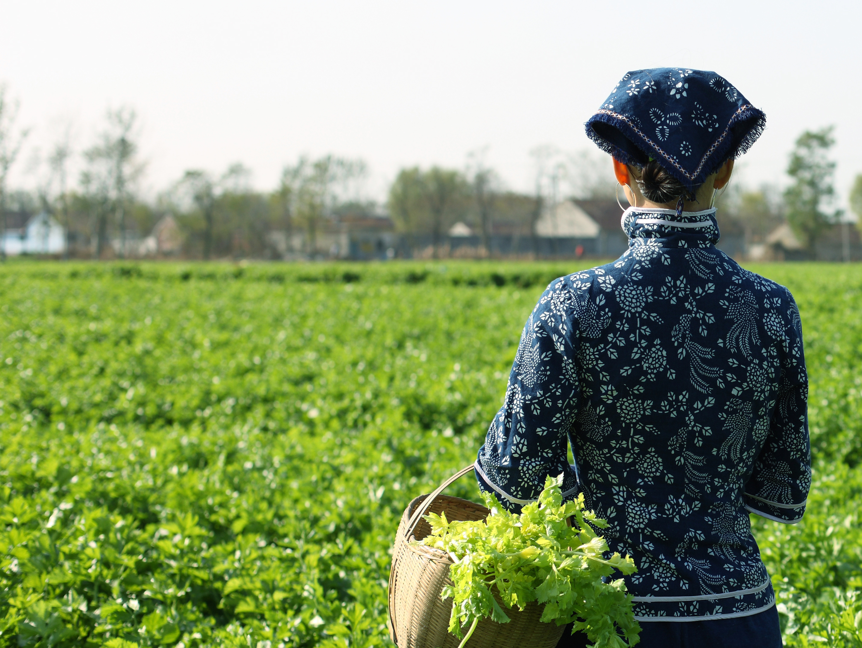 芹菜博物馆关联展示